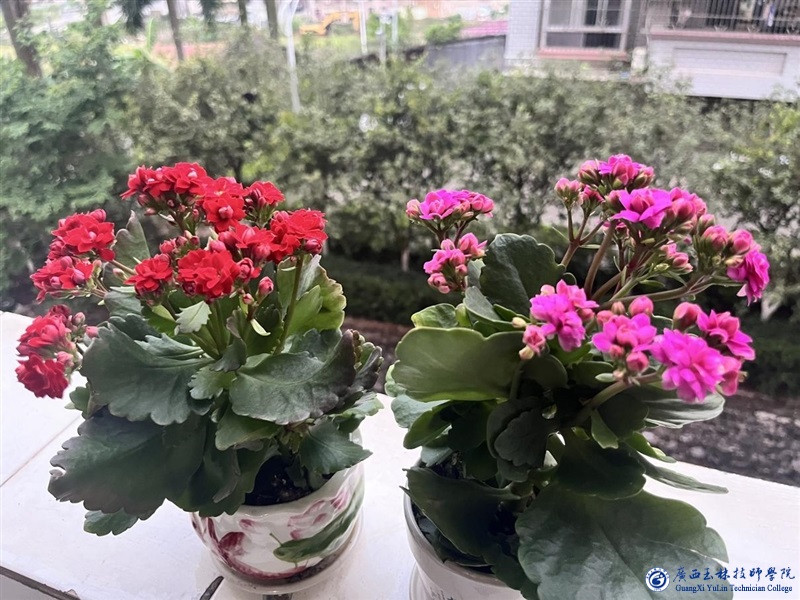 亚洲AV午夜成人片精品网站